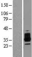 OSCAR Protein - Western validation with an anti-DDK antibody * L: Control HEK293 lysate R: Over-expression lysate
