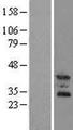 OSCAR Protein - Western validation with an anti-DDK antibody * L: Control HEK293 lysate R: Over-expression lysate