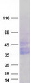 OSCAR Protein - Purified recombinant protein OSCAR was analyzed by SDS-PAGE gel and Coomassie Blue Staining