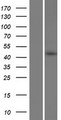 OSCP1 / NOR1 Protein - Western validation with an anti-DDK antibody * L: Control HEK293 lysate R: Over-expression lysate