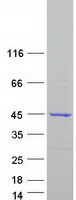 OSCP1 / NOR1 Protein - Purified recombinant protein OSCP1 was analyzed by SDS-PAGE gel and Coomassie Blue Staining