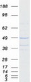 OSGEP Protein - Purified recombinant protein OSGEP was analyzed by SDS-PAGE gel and Coomassie Blue Staining