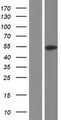 OSGIN1 Protein - Western validation with an anti-DDK antibody * L: Control HEK293 lysate R: Over-expression lysate