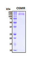 OSMR / IL-31R-Beta Protein - SDS-PAGE under reducing conditions and visualized by Coomassie blue staining