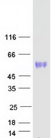 OSMR / IL-31R-Beta Protein - Purified recombinant protein OSMR was analyzed by SDS-PAGE gel and Coomassie Blue Staining