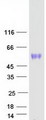 OSMR / IL-31R-Beta Protein - Purified recombinant protein OSMR was analyzed by SDS-PAGE gel and Coomassie Blue Staining