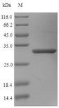 Osteoglycin / Mimecan Protein - (Tris-Glycine gel) Discontinuous SDS-PAGE (reduced) with 5% enrichment gel and 15% separation gel.