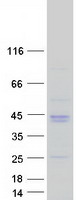 Osteoglycin / Mimecan Protein - Purified recombinant protein OGN was analyzed by SDS-PAGE gel and Coomassie Blue Staining