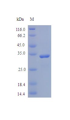 Osteonectin / SPARC Protein