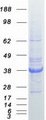 Osteonectin / SPARC Protein - Purified recombinant protein SPARC was analyzed by SDS-PAGE gel and Coomassie Blue Staining
