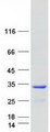 OSTF1 / OSF Protein - Purified recombinant protein OSTF1 was analyzed by SDS-PAGE gel and Coomassie Blue Staining