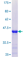 OTP Protein - 12.5% SDS-PAGE Stained with Coomassie Blue.