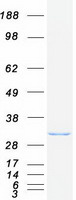 OTUB1 / OTU1 Protein - Purified recombinant protein OTUB1 was analyzed by SDS-PAGE gel and Coomassie Blue Staining