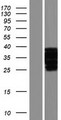 OTUD6A Protein - Western validation with an anti-DDK antibody * L: Control HEK293 lysate R: Over-expression lysate