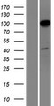 OTUD7A Protein - Western validation with an anti-DDK antibody * L: Control HEK293 lysate R: Over-expression lysate