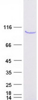 OTUD7B / Cezanne Protein - Purified recombinant protein OTUD7B was analyzed by SDS-PAGE gel and Coomassie Blue Staining