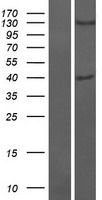 OTULIN / FAM105B Protein - Western validation with an anti-DDK antibody * L: Control HEK293 lysate R: Over-expression lysate