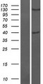 OTULIN / FAM105B Protein - Western validation with an anti-DDK antibody * L: Control HEK293 lysate R: Over-expression lysate