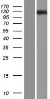 OVCH1 Protein - Western validation with an anti-DDK antibody * L: Control HEK293 lysate R: Over-expression lysate