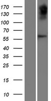 OVCH2 Protein - Western validation with an anti-DDK antibody * L: Control HEK293 lysate R: Over-expression lysate