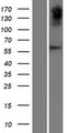OVCH2 Protein - Western validation with an anti-DDK antibody * L: Control HEK293 lysate R: Over-expression lysate