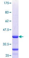 OVOL1 Protein - 12.5% SDS-PAGE Stained with Coomassie Blue.