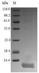 OX1R / Orexin Receptor 1 Protein - (Tris-Glycine gel) Discontinuous SDS-PAGE (reduced) with 5% enrichment gel and 15% separation gel.