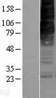 OX2R / Orexin Receptor 2 Protein - Western validation with an anti-DDK antibody * L: Control HEK293 lysate R: Over-expression lysate