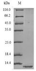OX2R / Orexin Receptor 2 Protein - (Tris-Glycine gel) Discontinuous SDS-PAGE (reduced) with 5% enrichment gel and 15% separation gel.