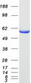 OXCT1 Protein - Purified recombinant protein OXCT1 was analyzed by SDS-PAGE gel and Coomassie Blue Staining
