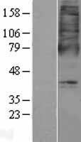 OXER1 Protein - Western validation with an anti-DDK antibody * L: Control HEK293 lysate R: Over-expression lysate