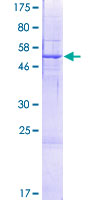 OXNAD1 Protein - 12.5% SDS-PAGE of human OXNAD1 stained with Coomassie Blue