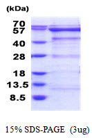 OXSR1 / OSR1 Protein