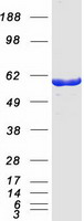OXSR1 / OSR1 Protein - Purified recombinant protein OXSR1 was analyzed by SDS-PAGE gel and Coomassie Blue Staining