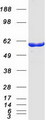 OXSR1 / OSR1 Protein - Purified recombinant protein OXSR1 was analyzed by SDS-PAGE gel and Coomassie Blue Staining