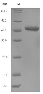 Oxytocin Protein - (Tris-Glycine gel) Discontinuous SDS-PAGE (reduced) with 5% enrichment gel and 15% separation gel.