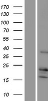 p14ARF / CDKN2A Protein - Western validation with an anti-DDK antibody * L: Control HEK293 lysate R: Over-expression lysate