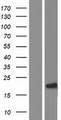 p16INK4a / CDKN2A Protein - Western validation with an anti-DDK antibody * L: Control HEK293 lysate R: Over-expression lysate