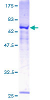 P2RX1 / P2X1 Protein - 12.5% SDS-PAGE of human P2RX1 stained with Coomassie Blue
