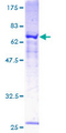 P2RX1 / P2X1 Protein - 12.5% SDS-PAGE of human P2RX1 stained with Coomassie Blue