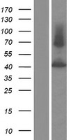 P2RX2 / P2X2 Protein - Western validation with an anti-DDK antibody * L: Control HEK293 lysate R: Over-expression lysate
