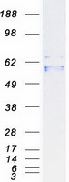 P2RX2 / P2X2 Protein - Purified recombinant protein P2RX2 was analyzed by SDS-PAGE gel and Coomassie Blue Staining