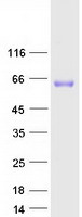 P2RX4 / P2X4 Protein - Purified recombinant protein P2RX4 was analyzed by SDS-PAGE gel and Coomassie Blue Staining