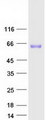 P2RX4 / P2X4 Protein - Purified recombinant protein P2RX4 was analyzed by SDS-PAGE gel and Coomassie Blue Staining