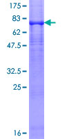 P2RX5 / P2X5 Protein - 12.5% SDS-PAGE of human P2RX5 stained with Coomassie Blue