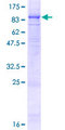 P2RX7 / P2X7 Protein - 12.5% SDS-PAGE of human P2RX7 stained with Coomassie Blue