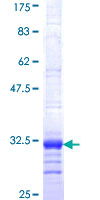 P2RY1 / P2Y1 Protein - 12.5% SDS-PAGE Stained with Coomassie Blue