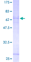 P2RY11 / P2Y11 Protein - 12.5% SDS-PAGE of human P2RY11 stained with Coomassie Blue