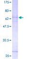 P2RY11 / P2Y11 Protein - 12.5% SDS-PAGE of human P2RY11 stained with Coomassie Blue
