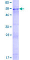 P2RY14 / GPR105 Protein - 12.5% SDS-PAGE of human P2RY14 stained with Coomassie Blue